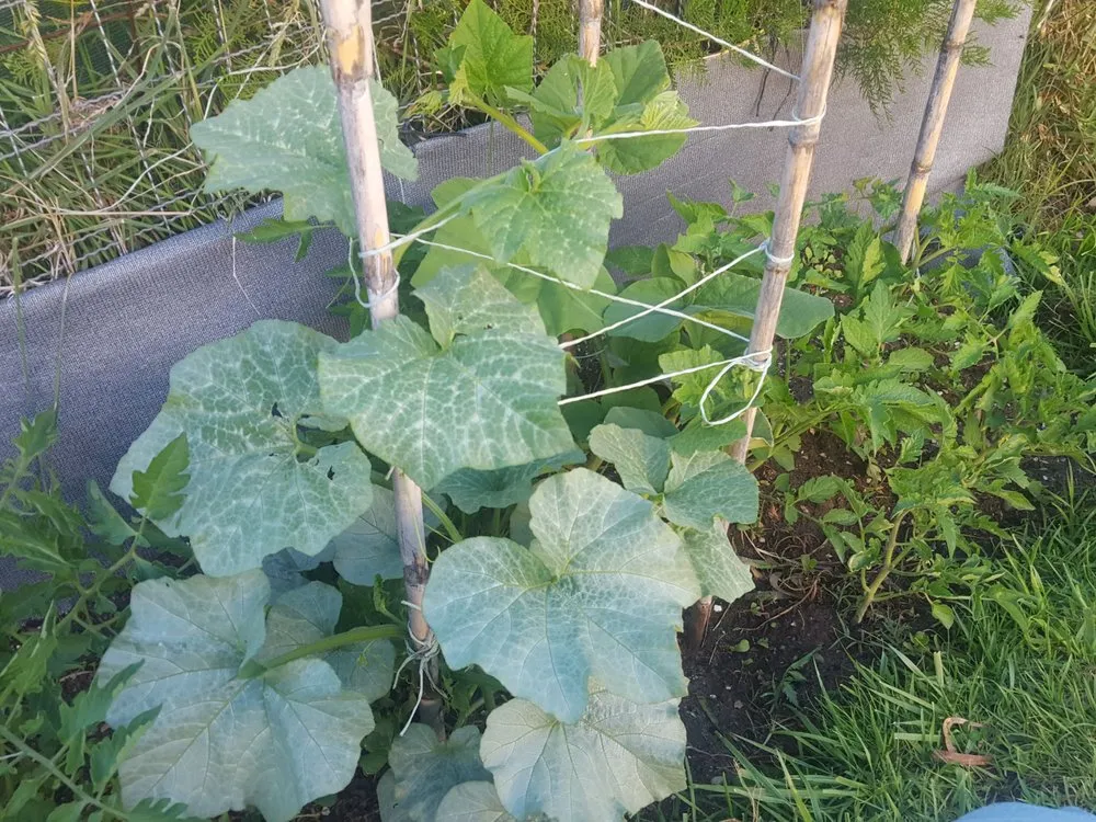 Expert yard cleanup service in The Woodlands, TX by Veggie Urbano