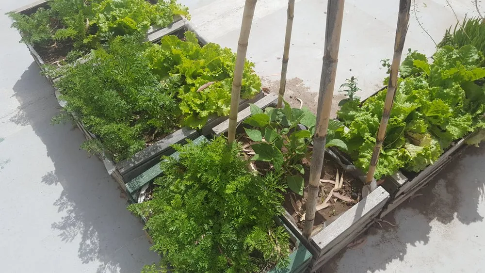 Top-rated lawn care service for beautiful yards in The Woodlands, TX by Veggie Urbano