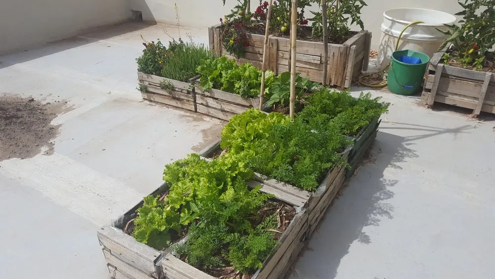 Custom garden landscaping in The Woodlands, TX by Veggie Urbano