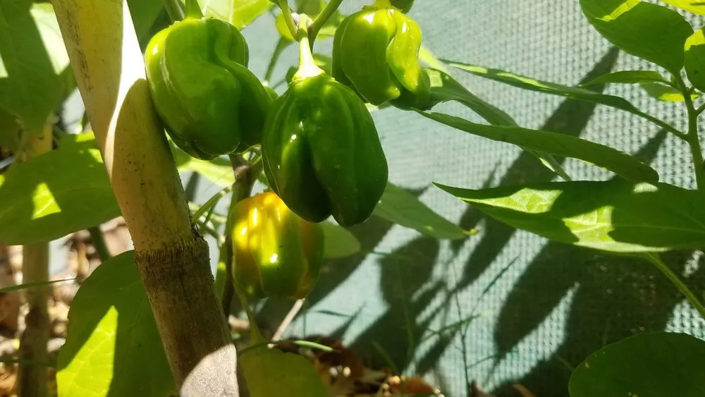 Expert landscape design in The Woodlands, TX - Veggie Urbano