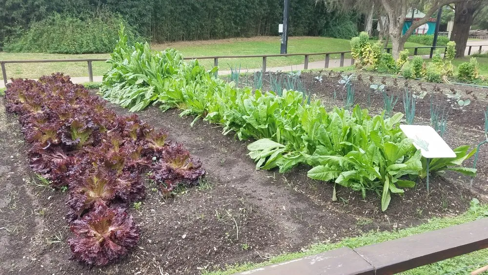 Custom landscape installation in The Woodlands, TX by Veggie Urbano