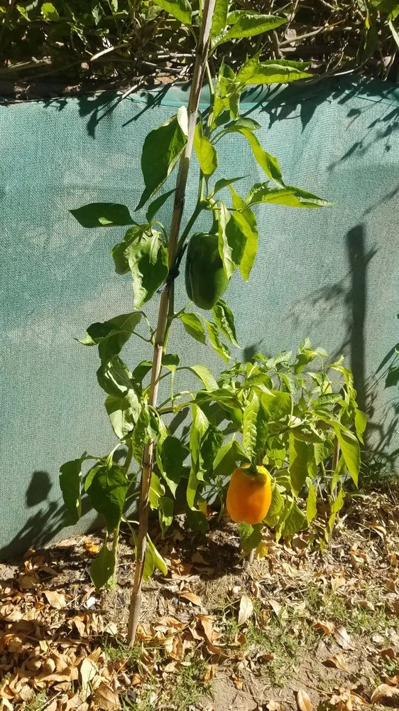 Top-rated landscaping services for beautiful yards in The Woodlands, TX by Veggie Urbano