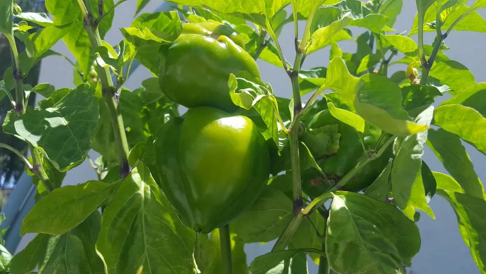 Expert garden landscaping in The Woodlands, TX - Veggie Urbano