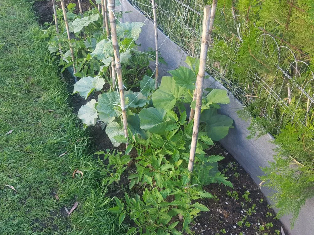 Expert landscape installation in The Woodlands, TX by Veggie Urbano