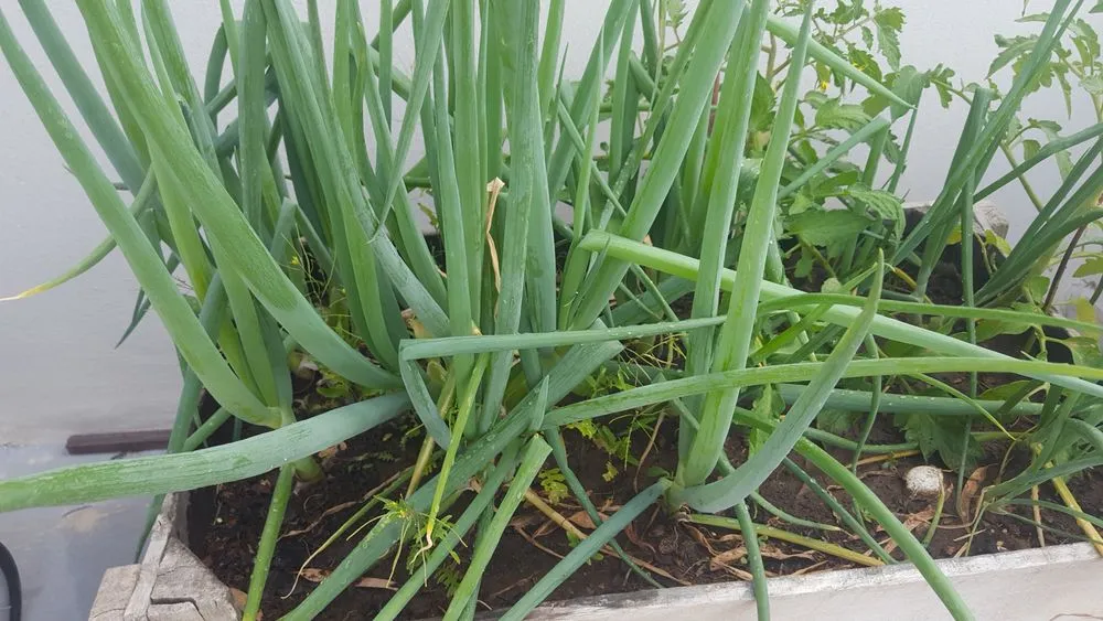 Expert yard cleanup service in The Woodlands, TX - Veggie Urbano