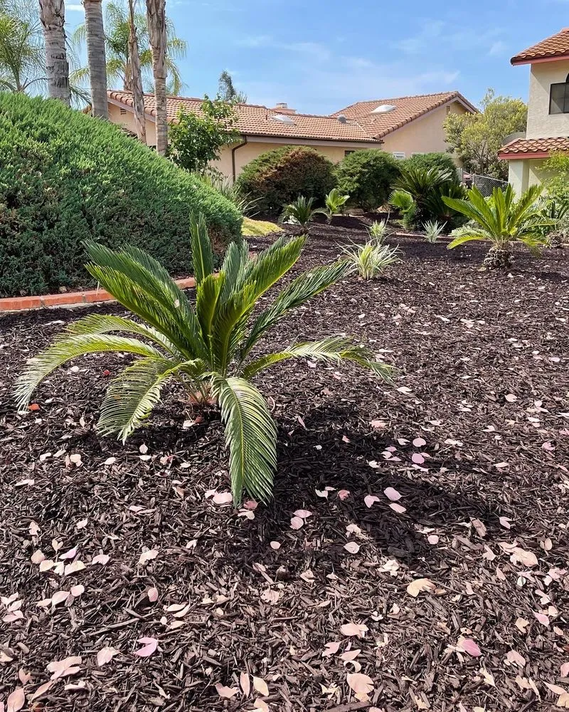 Custom yard cleanup service in Jamul, CA by VEKA Contracting Company