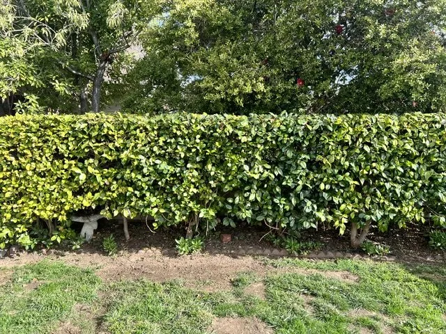 Top-rated yard cleanup service for outdoor upgrades across Hayward, CA - Vel Services