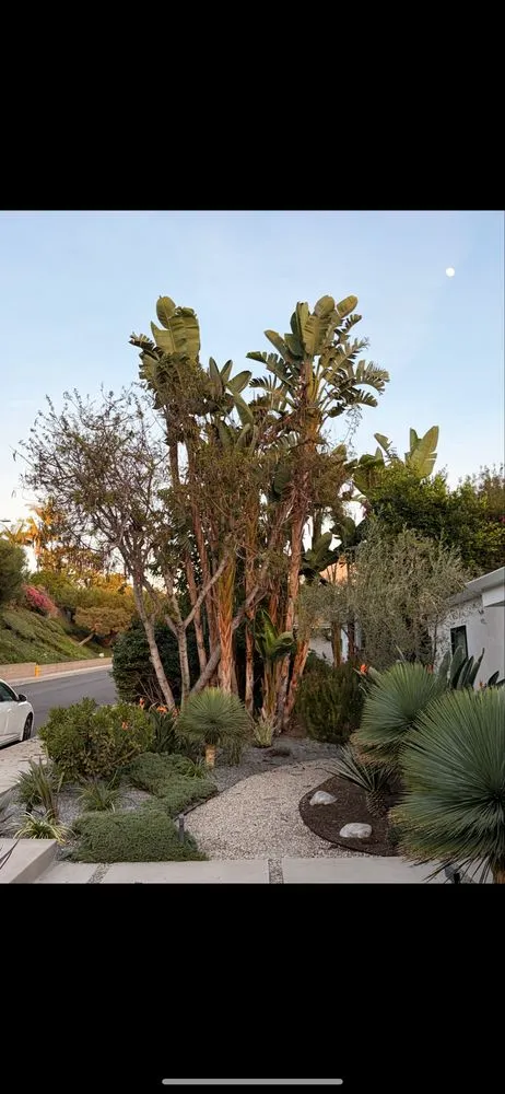 Expert lawn care service experts serving Hawthorne, CA - Velaco Gardening