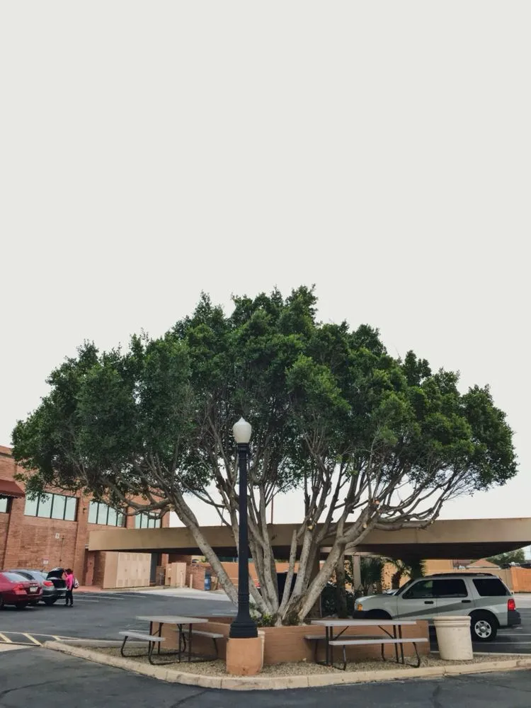 Trusted lawn mowing service for year-round maintenance across Phoenix, AZ - Velasco Landscaping