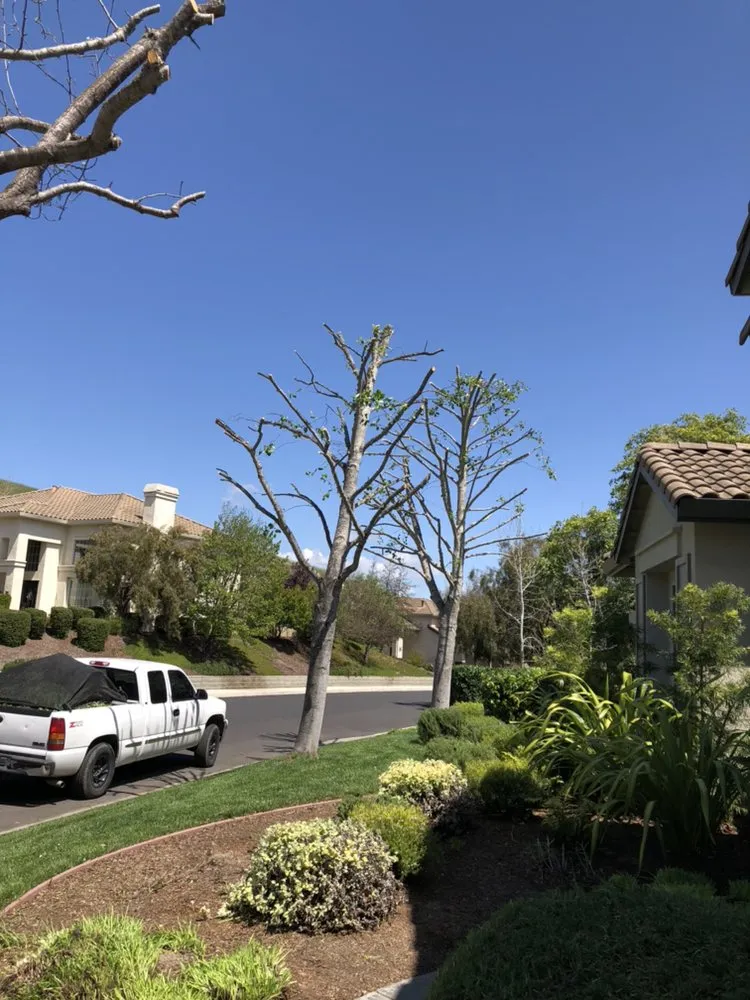 Trusted yard maintenance experts serving Salinas, CA - Velasco Landscaping
