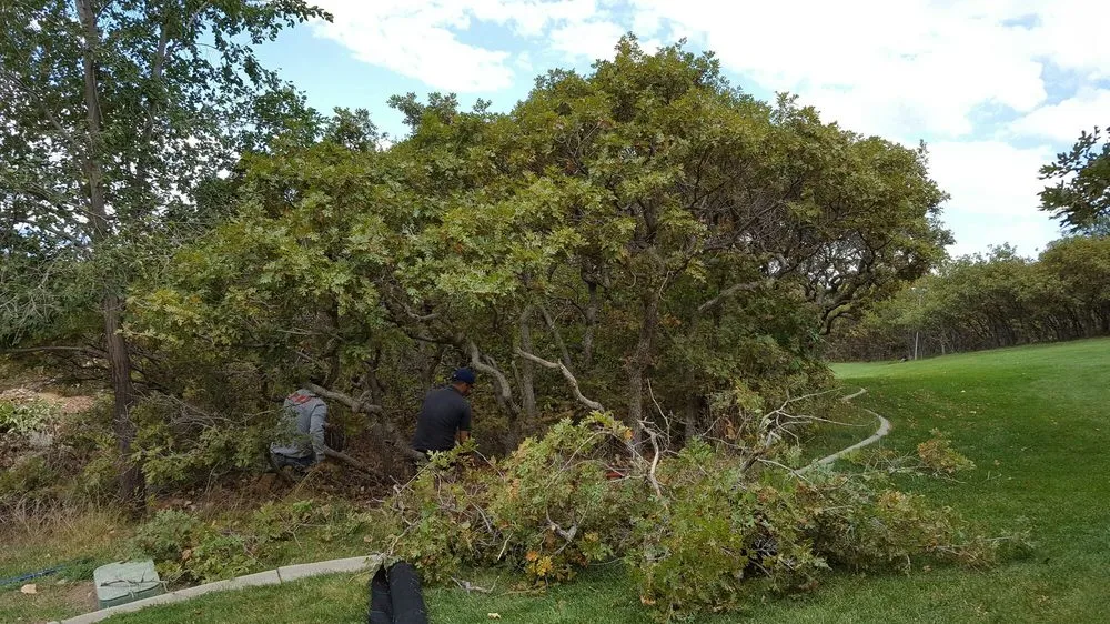 Expert yard cleanup service in Taylorsville, UT by Velasco Lawn Care and Maintenance