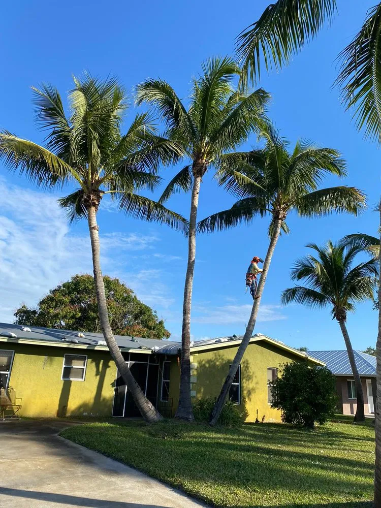 Reliable landscape design experts serving Stuart, FL - Velasquez Landscaping & Tree Service