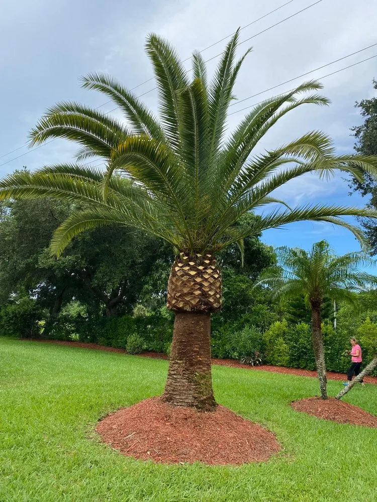 Expert landscape installation in Stuart, FL by Velasquez Landscaping & Tree Service