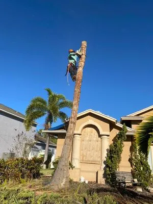 Velasquez Landscaping & Tree Service Logo