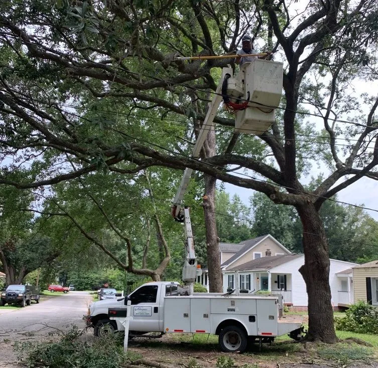 Reliable lawn care service in Johns Island, SC - Velasquez Landscaping and Tree Removal