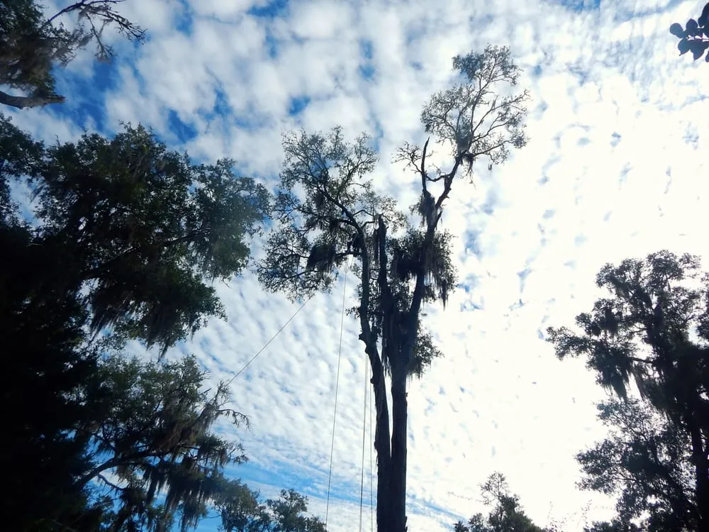 Expert yard maintenance for beautiful yards in Johns Island, SC by Velasquez Landscaping and Tree Removal