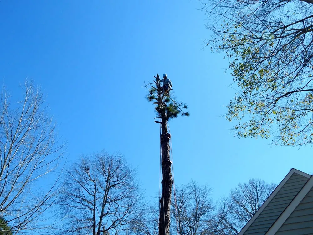 Custom lawn mowing service in Johns Island, SC by Velasquez Landscaping and Tree Removal