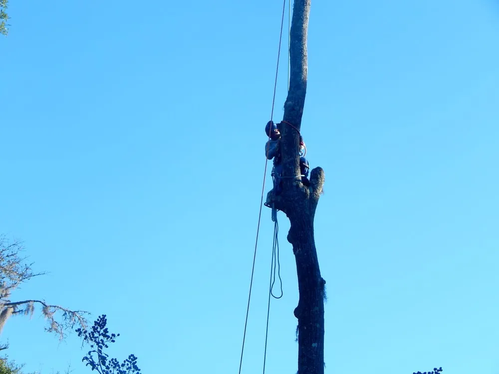 Professional residential landscaping for year-round maintenance in Johns Island, SC by Velasquez Landscaping and Tree Removal