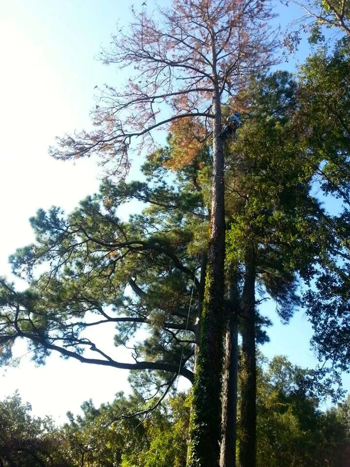 Reliable yard cleanup service near you in Johns Island, SC by Velasquez Landscaping and Tree Removal