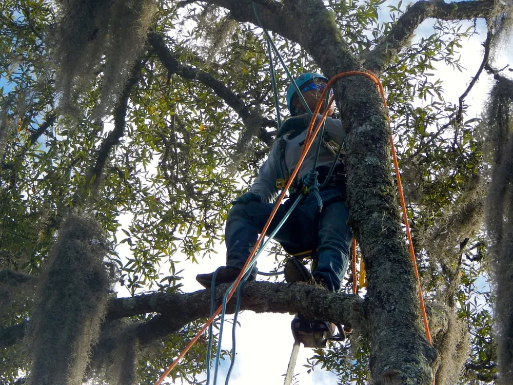 Expert outdoor landscaping experts serving Johns Island, SC - Velasquez Landscaping and Tree Removal