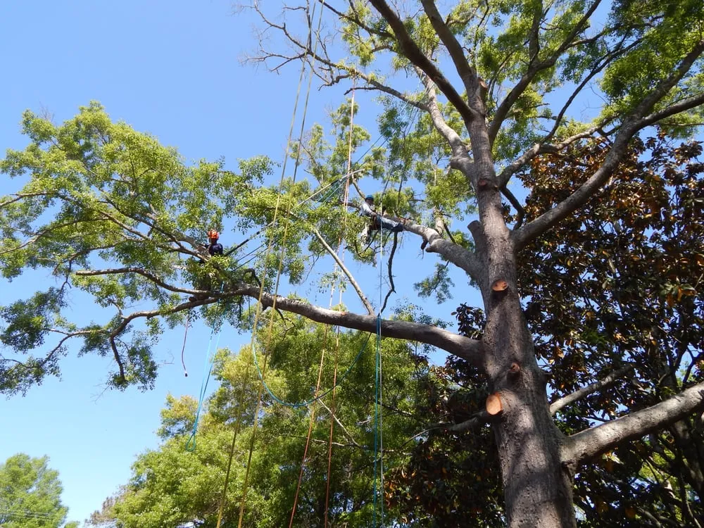 Trusted landscaping services near you across Johns Island, SC - Velasquez Landscaping and Tree Removal