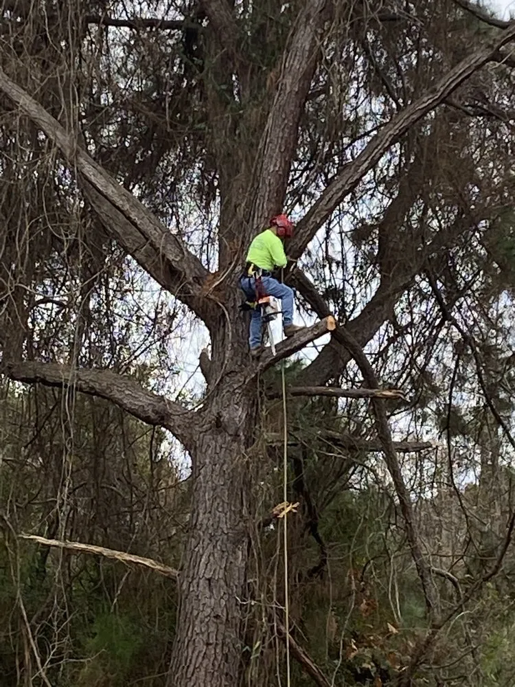 Top-rated yard maintenance experts serving Johns Island, SC - Velasquez Landscaping and Tree Removal