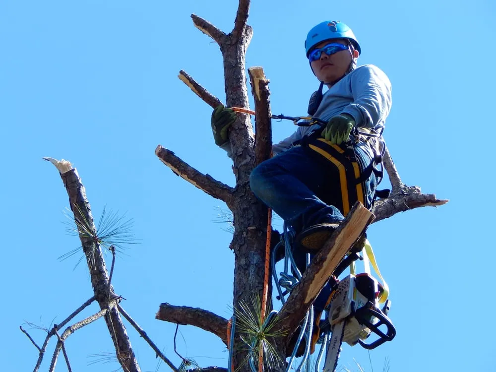 Reliable landscaping services in Johns Island, SC by Velasquez Landscaping and Tree Removal