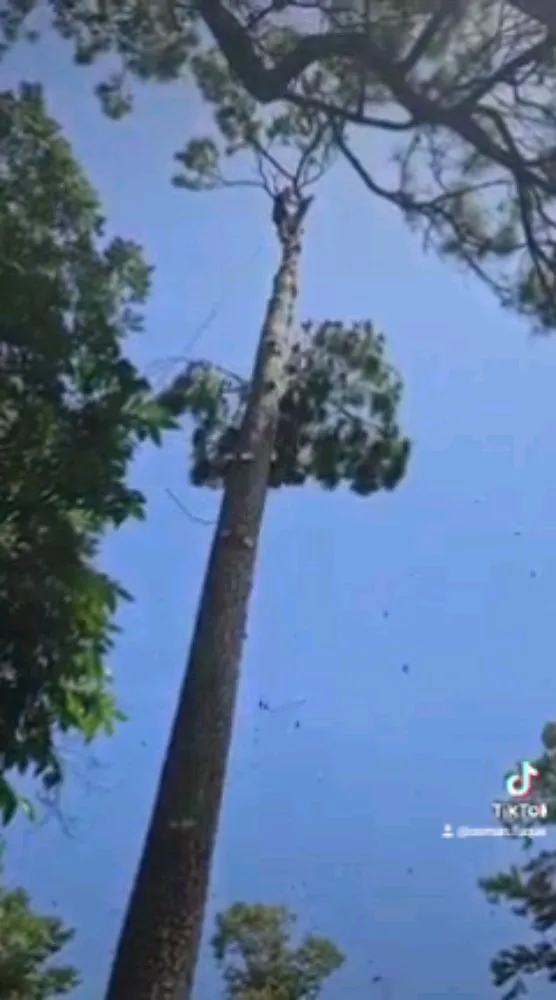 Expert yard maintenance for homes in Spring, TX by Velasquez Landscaping