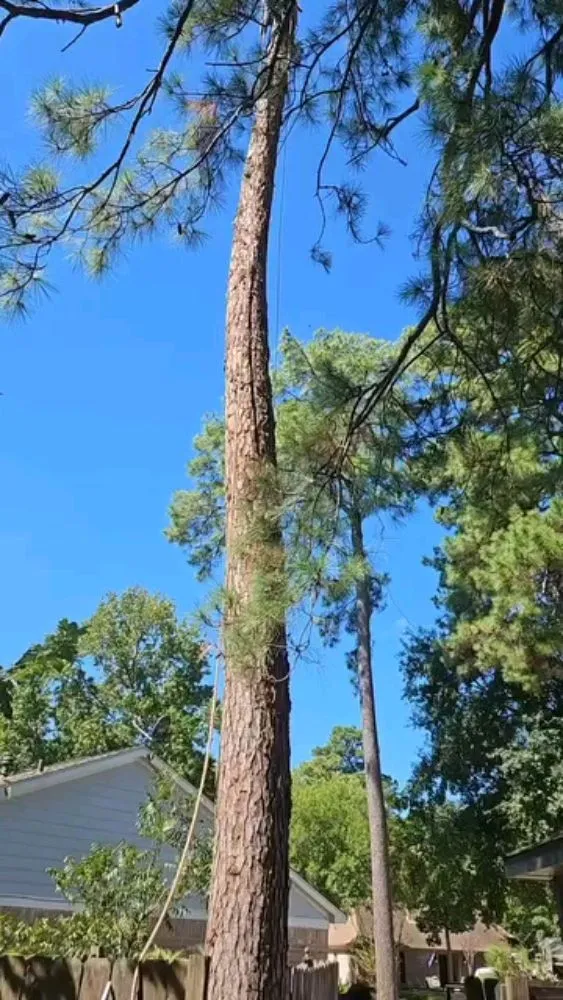 Top-rated landscape installation for year-round maintenance in Spring, TX by Velasquez Landscaping