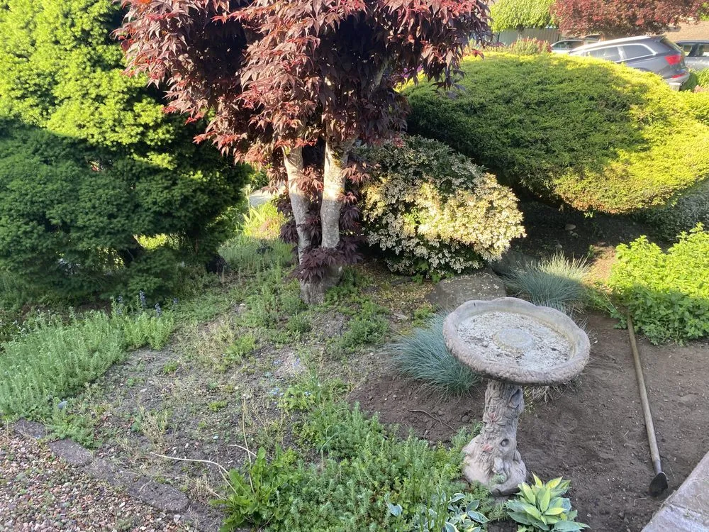 Reliable lawn care service for year-round maintenance in Tacoma, WA by Velasquez landscaping