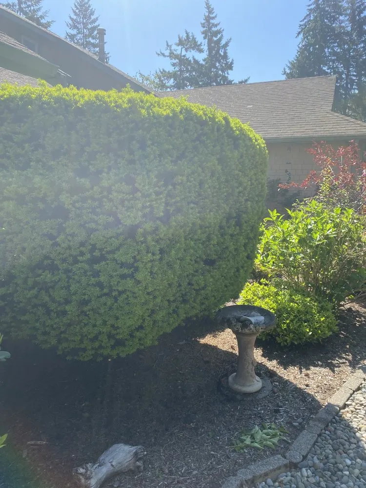 Top-rated landscaping services experts serving Tacoma, WA - Velasquez landscaping