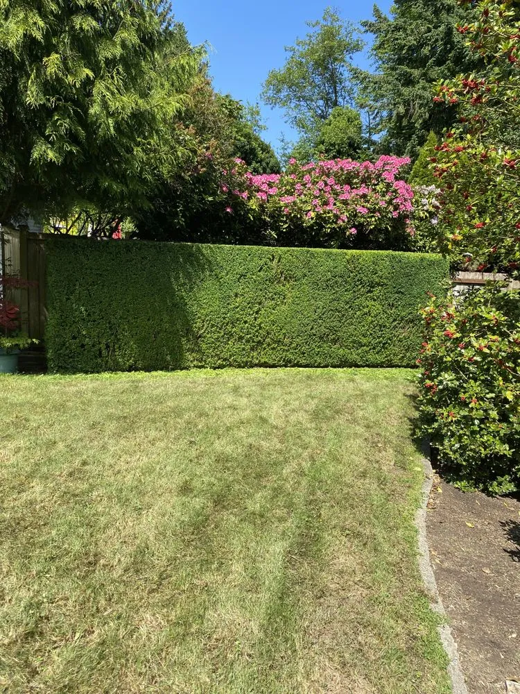 Expert yard maintenance in Tacoma, WA by Velasquez landscaping