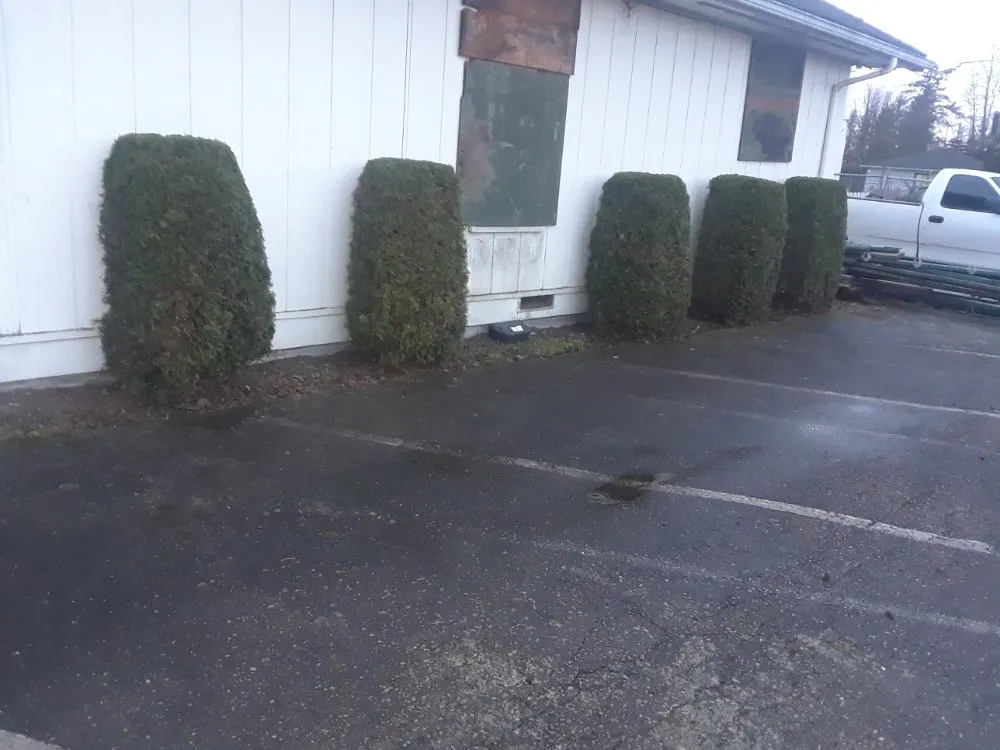 Trusted yard cleanup service experts serving Tacoma, WA - Velasquez Lanscaping