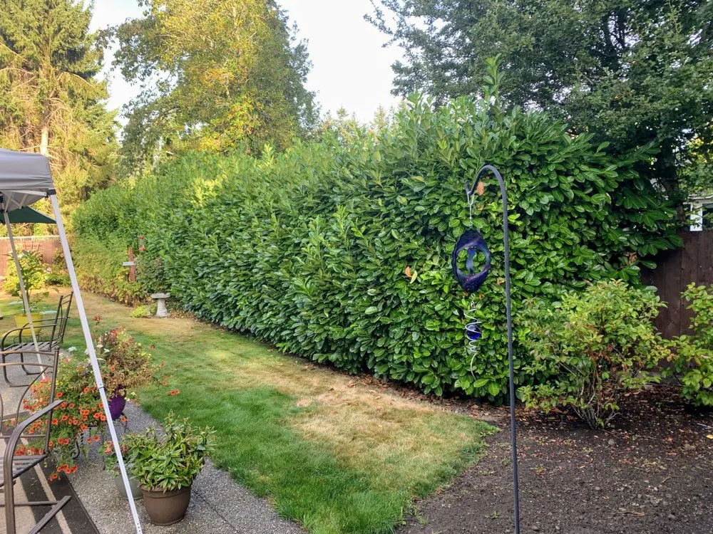 Professional landscaping services in Tacoma, WA - Velasquez Lanscaping