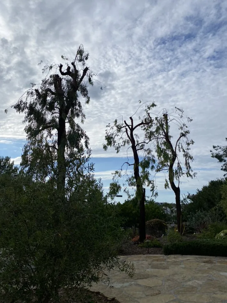 Local outdoor landscaping near you across Encinitas, CA - Velasquez Tree Services
