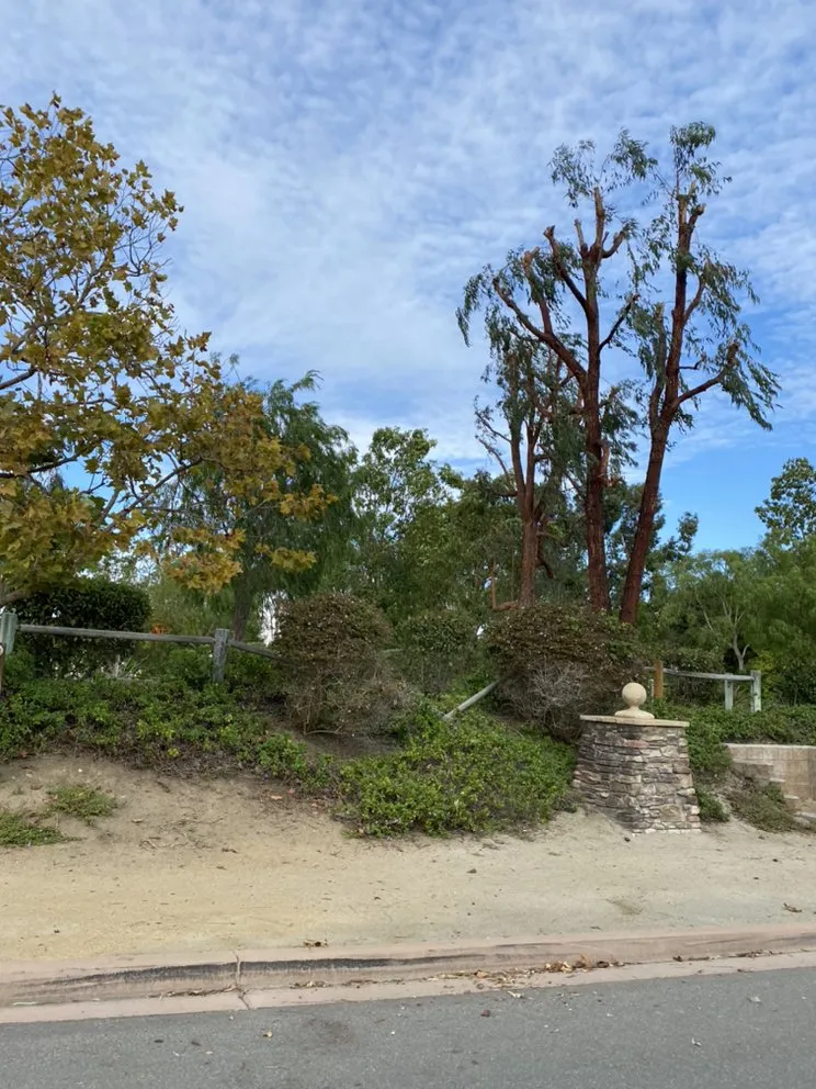 Expert outdoor landscaping in Encinitas, CA by Velasquez Tree Services