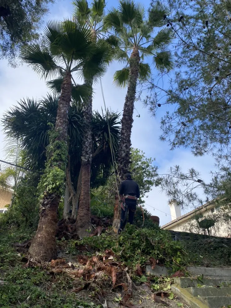 Local garden landscaping experts serving Encinitas, CA - Velasquez Tree Services