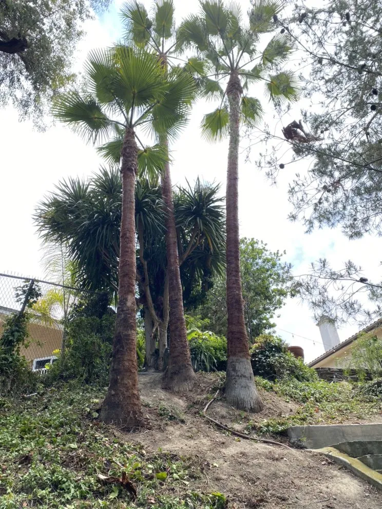 Affordable landscaping services for year-round maintenance in Encinitas, CA by Velasquez Tree Services