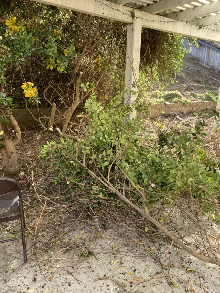 Reliable landscape installation in Encinitas, CA by Velasquez Tree Services