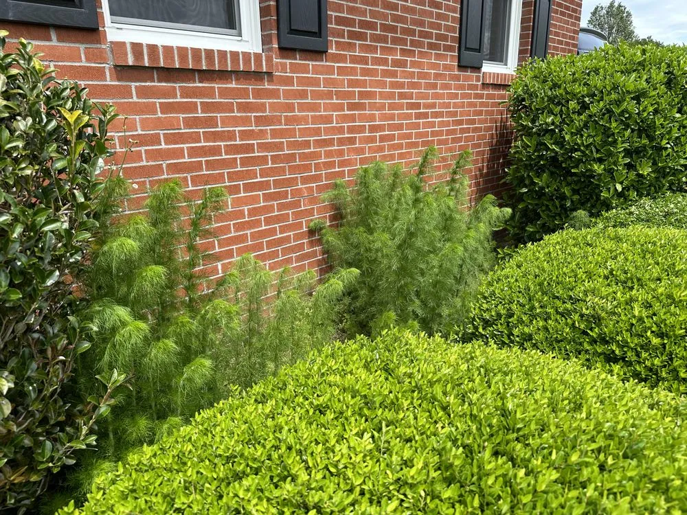 Trusted lawn mowing service experts serving Mount Olive, NC - Velasquez’s Lawn Care and Landscaping