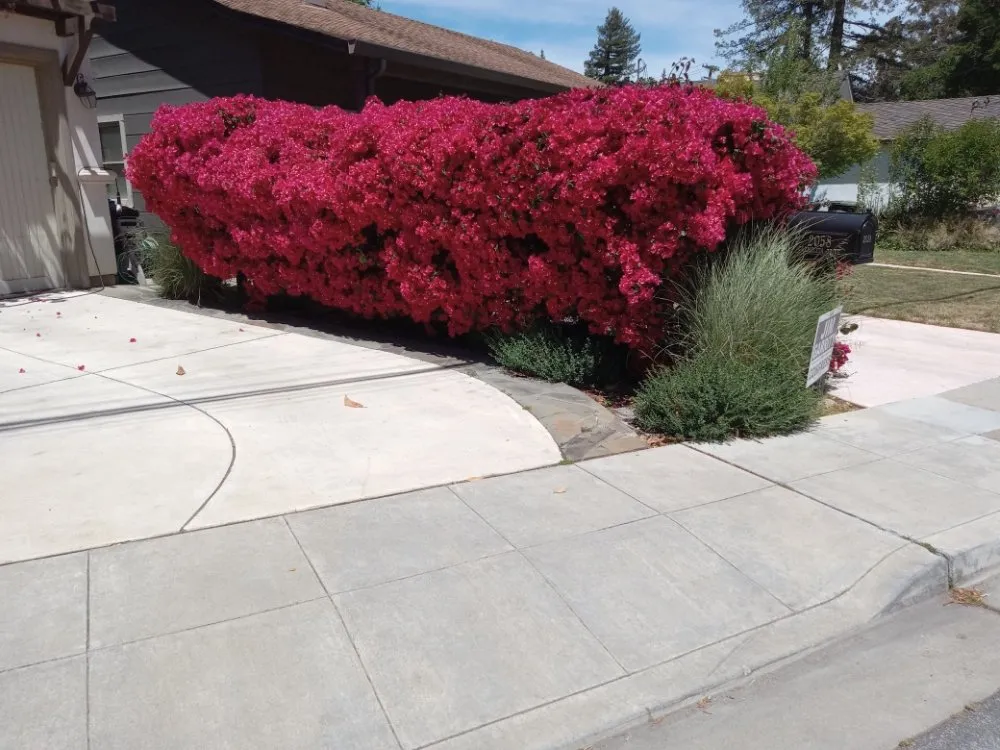 Affordable residential landscaping in Hillsborough, CA by Velazquez Gardening Service