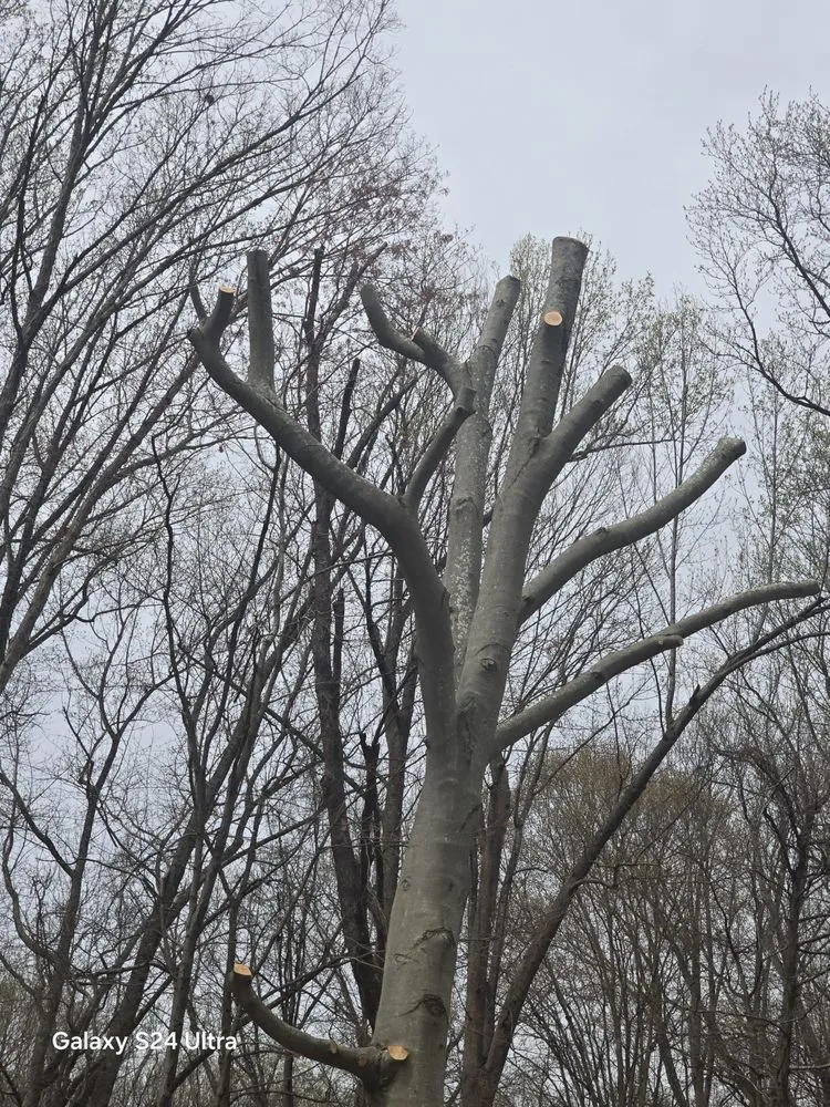 Trusted yard maintenance for beautiful yards across Culpeper, VA - Velazquez Tree Service