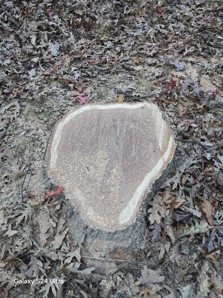 Professional landscape installation in Culpeper, VA - Velazquez Tree Service