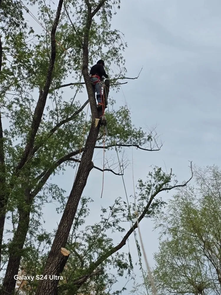 Top-rated lawn mowing service in Culpeper, VA - Velazquez Tree Service