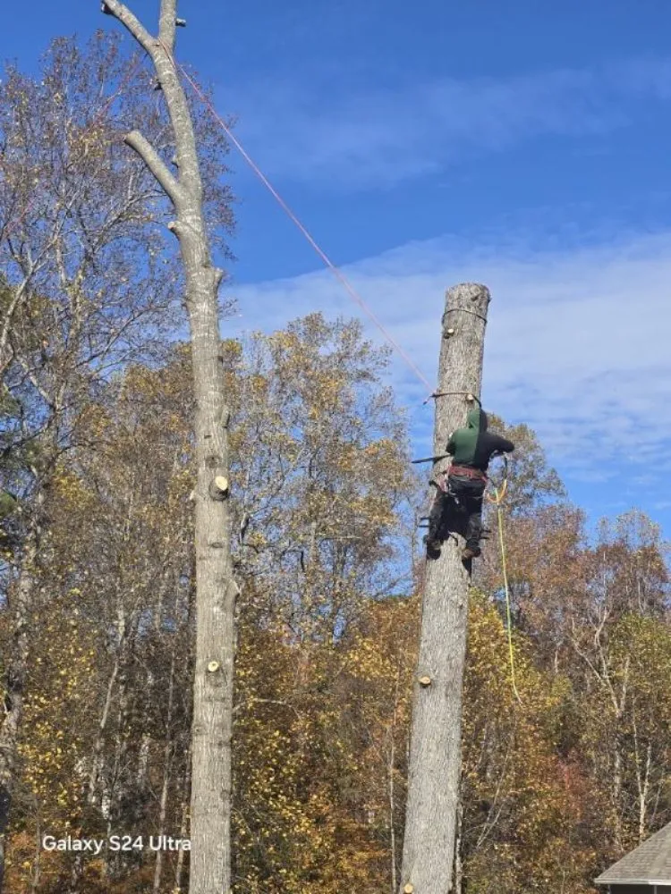 Local landscaping services experts serving Culpeper, VA - Velazquez Tree Service