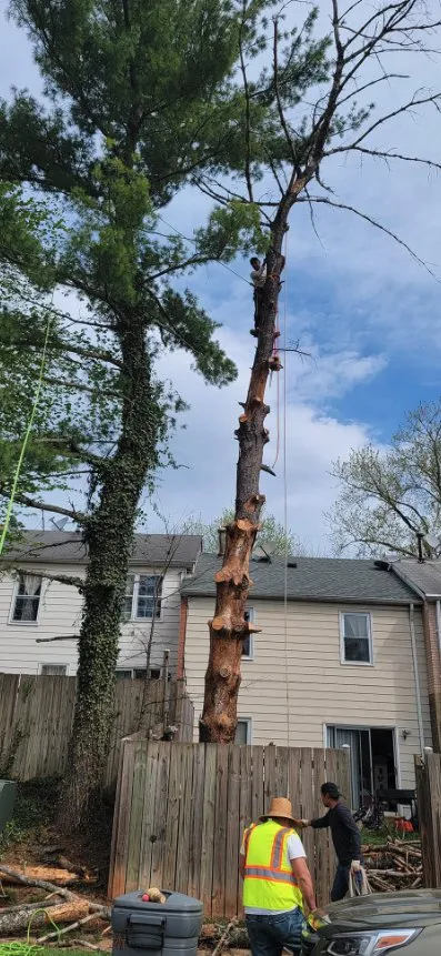 Top-rated residential landscaping for beautiful yards across Culpeper, VA - Velazquez Tree Service