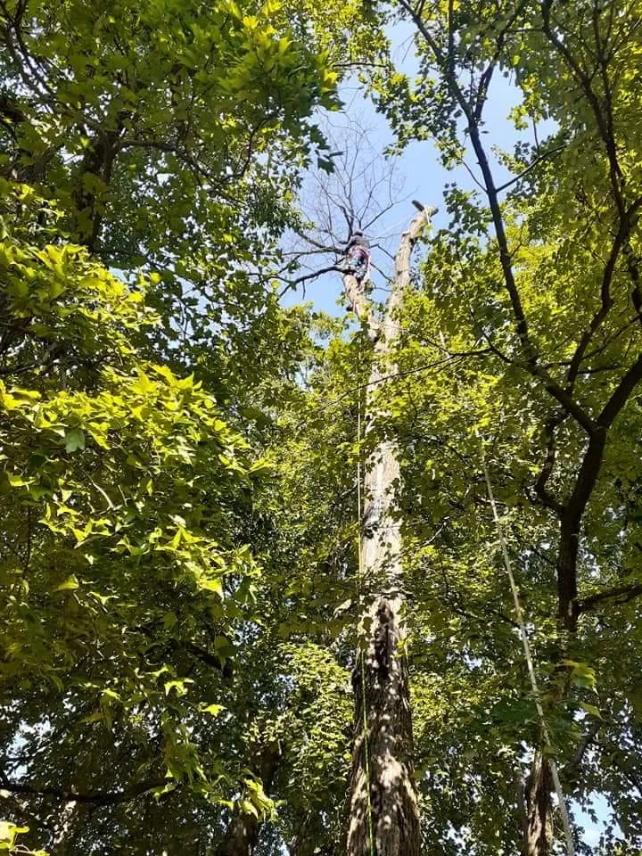 Expert landscape installation in Culpeper, VA by Velazquez Tree Service