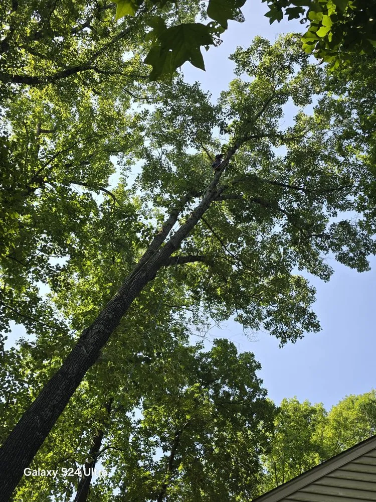 Expert lawn care service for homes in Culpeper, VA by Velazquez Tree Service