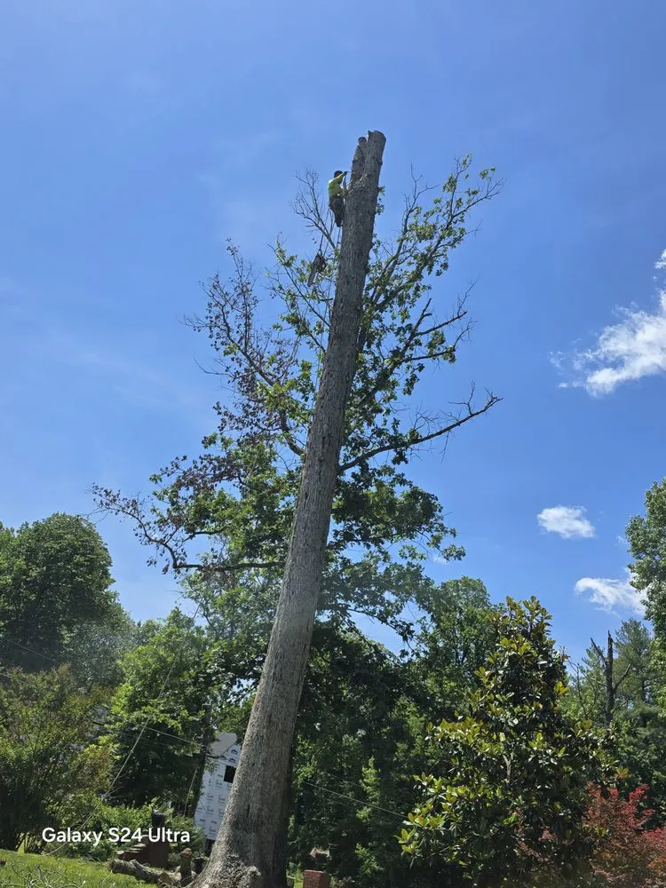 Reliable lawn mowing service for outdoor upgrades across Culpeper, VA - Velazquez Tree Service