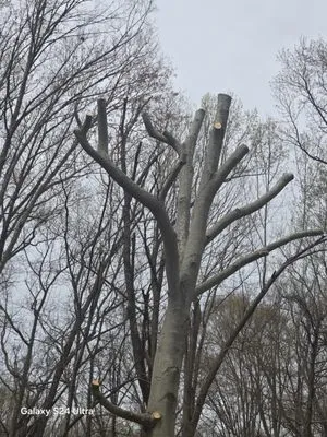 Velazquez Tree Service